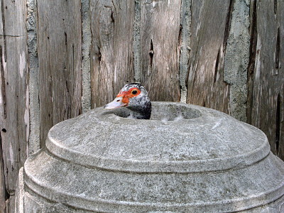 [Head of a duck sticking out of an urn with a loose feather nearby.]